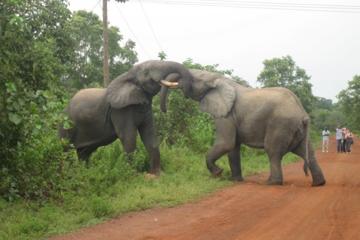 Elephants fighting at mole national park