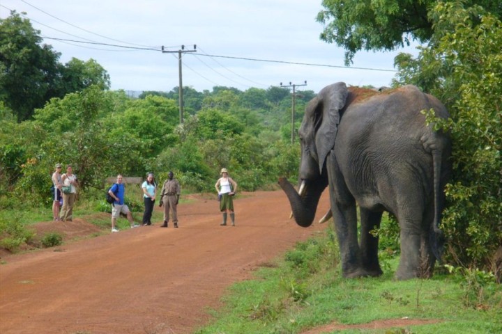 Elephant at mole national park